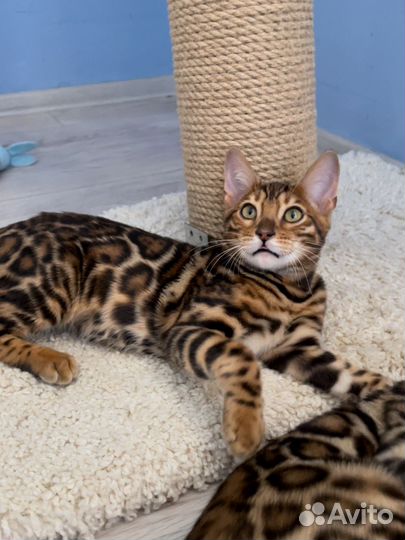 Бенгальские котята шоу класс