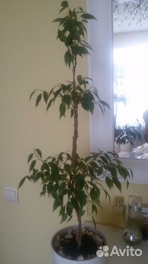 Фикус Бенжамина