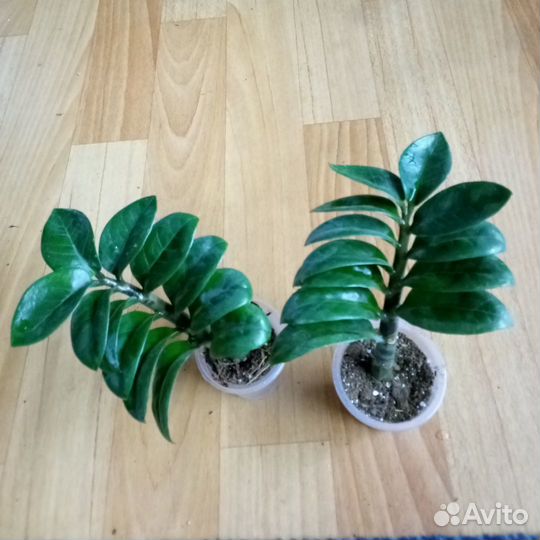 Замиокулькас Зензи