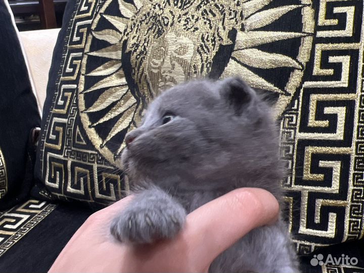 Шотландская вислоухая