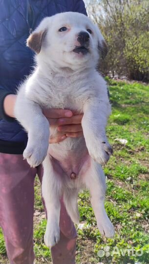 Щенок в добрые руки