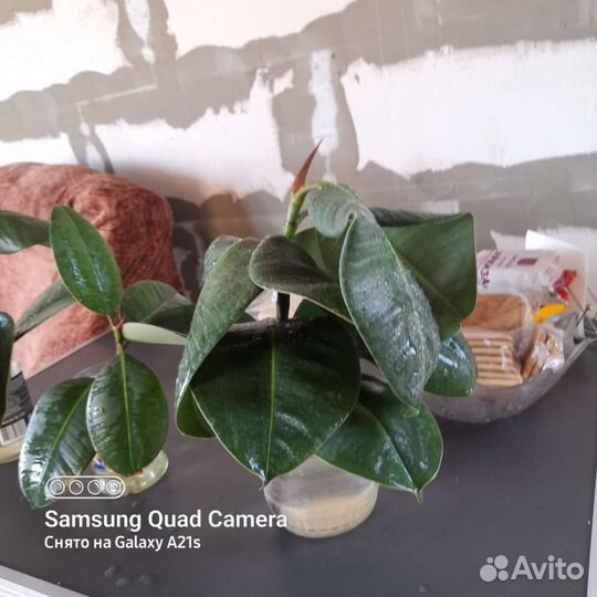 Фикус Робуста (отростки)