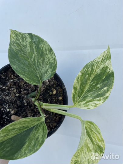 Эпипремнум Марбл Квин (Epipremnum Marble Queen)
