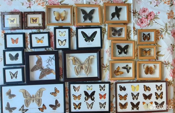 Бабочки в рамках