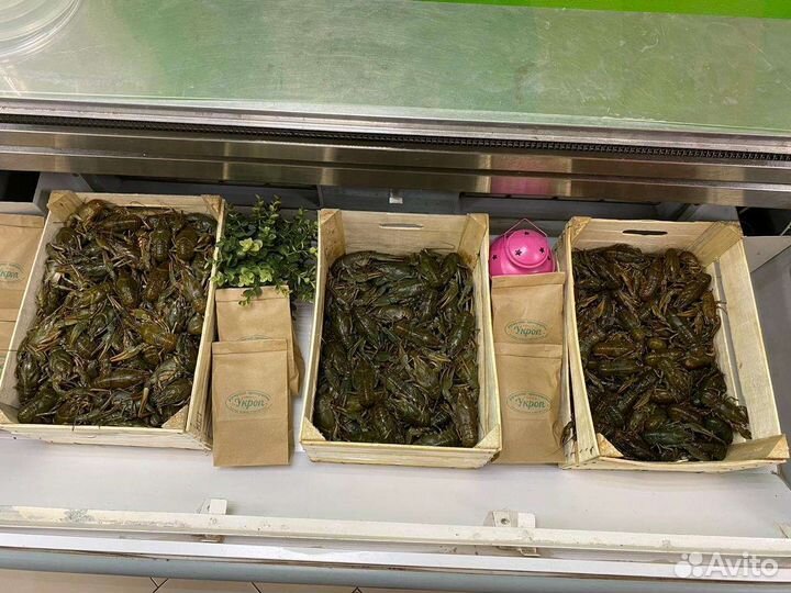 Крупные Раки Дон, Волга живые вареные