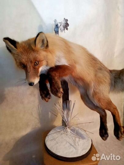 Чучело рыбы. Таксидермия охотничьих трофеев