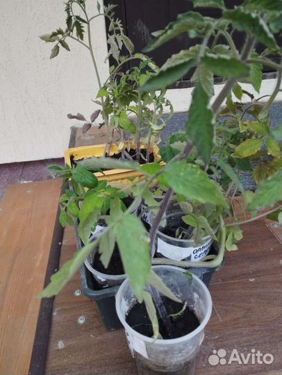 Рассада огурцов и помидор