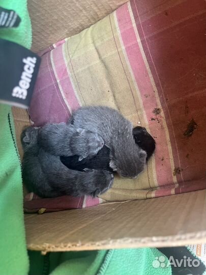 Котята в добрые руки бесплатно