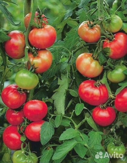 Томат Непасынкующийся Сахарный (уд) 20 шт цв.п