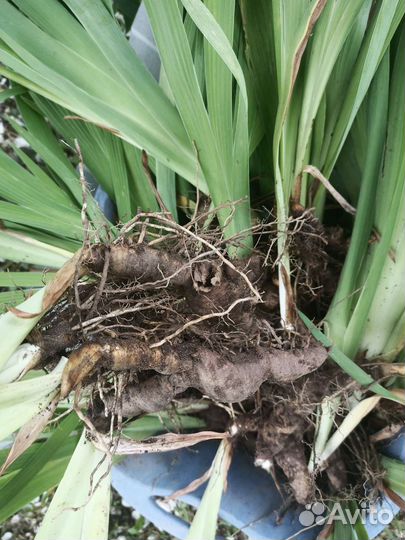 Ирисы бородатые Вабаш 10шт, пионы розовые