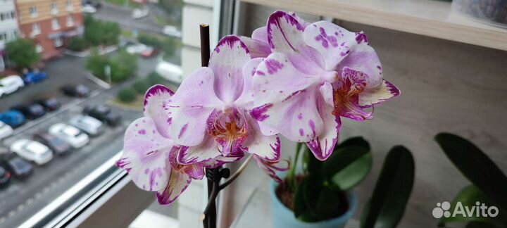 Phalaenopsis Меджик Арт бабочка