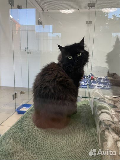 Передержка для кошек