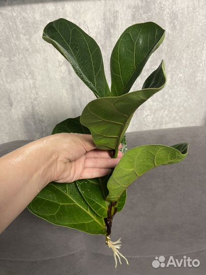 Фикус лирата Бамбино