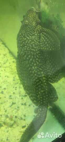 Парчовый сом