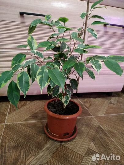 Фикус бенджамина пестролистный