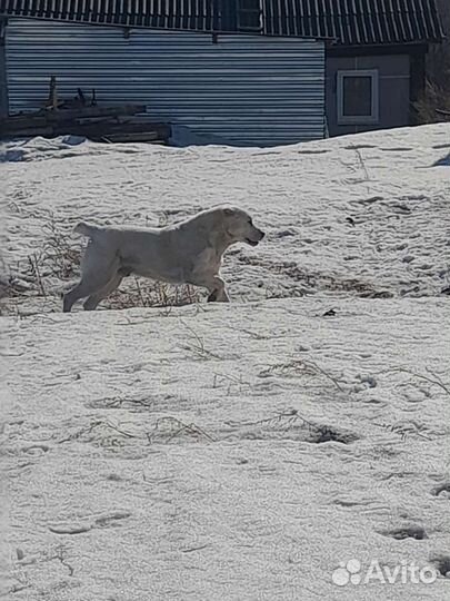 Вязка алабай