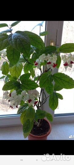 Клеродендрум томпсон