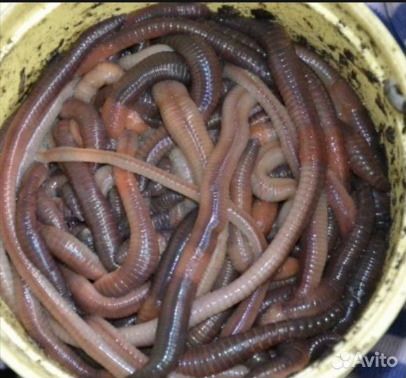 Черви выползки трубчевск
