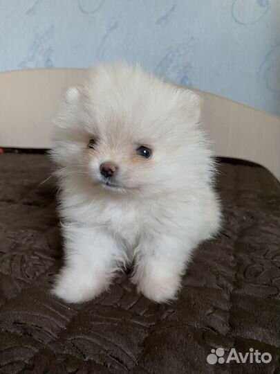 Померанский шпиц мини