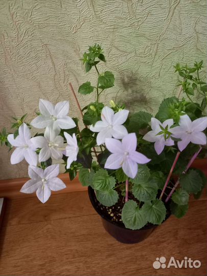 Пеларгония,цветущие кампанулы