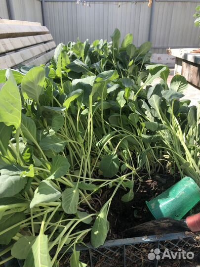 Рассада капусты