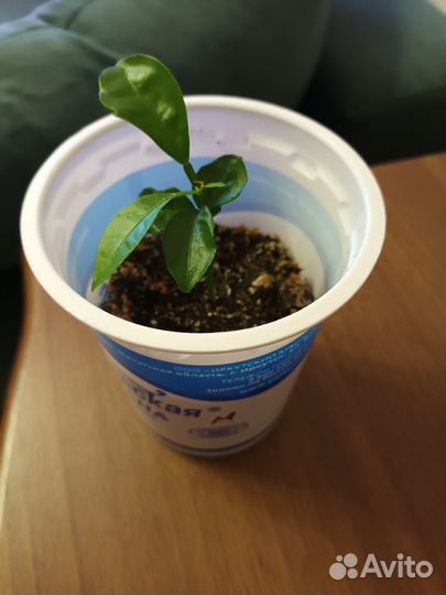 Саженцы мандарина