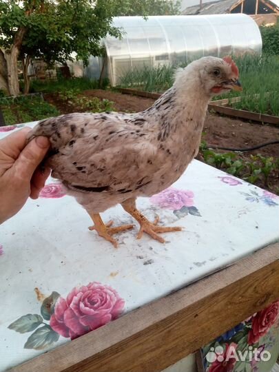 Петух молодой