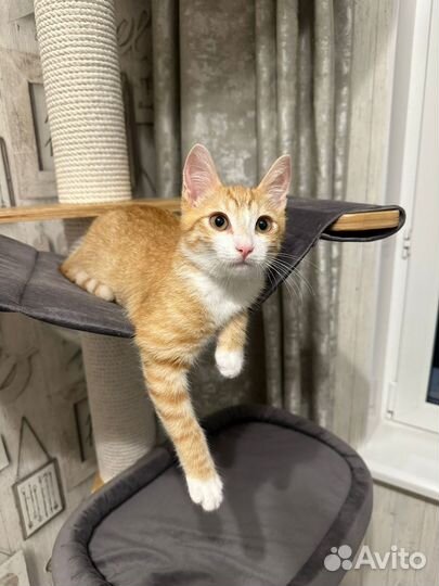 Котята в добрые руки бесплатно