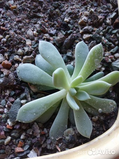 Суккуленты