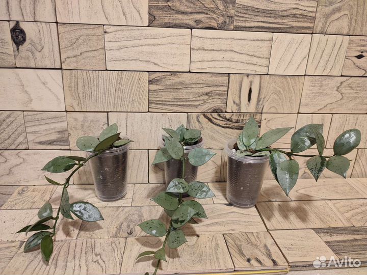 Хойя лакуноза эскимо сильвер