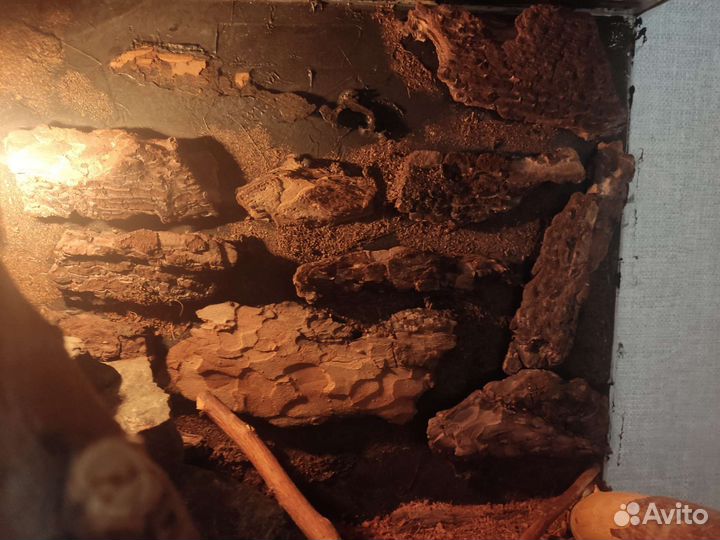 Террариум для рептилий