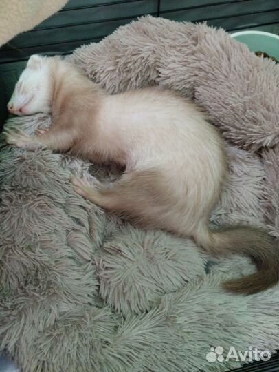 Передержка домашних животных