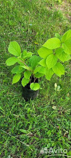 Лимонник китайский 