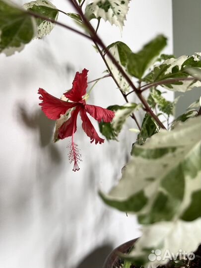 Гибискус китайский