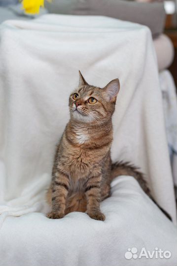 Кошка