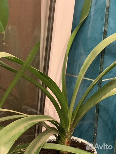 Цветы комнатные