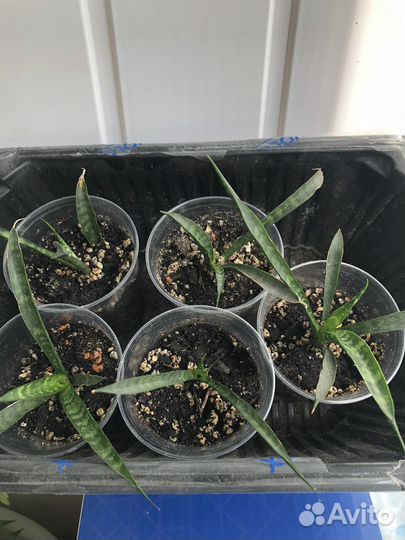 Сансивьера