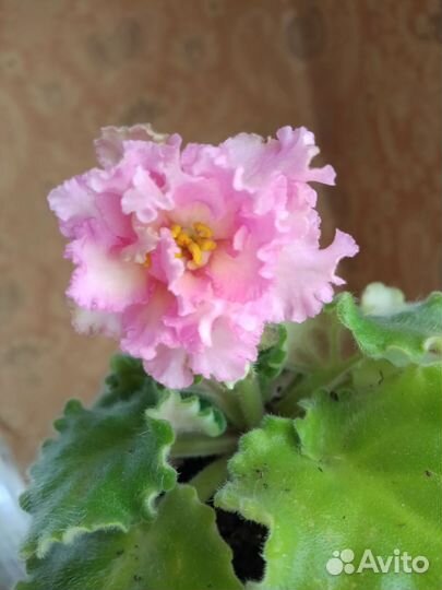 Фиалки на цвету