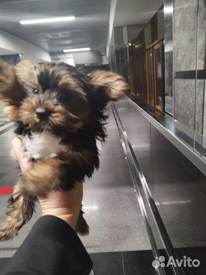 Вязка двух мини мальчиков йоркширские терьеры