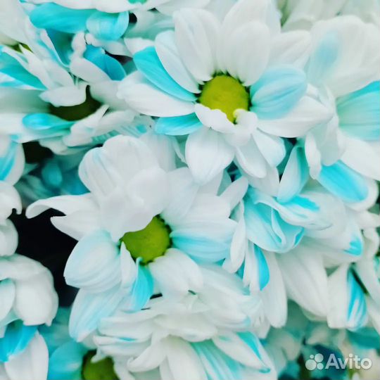 Цветы розы и букеты с доставкой