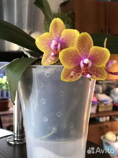 Орхидеи сортовые