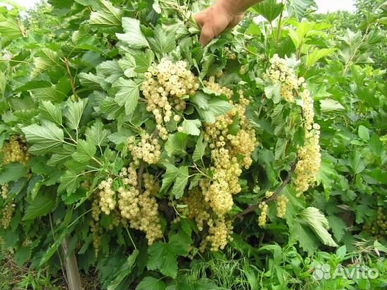Белая смородина обыкновенная