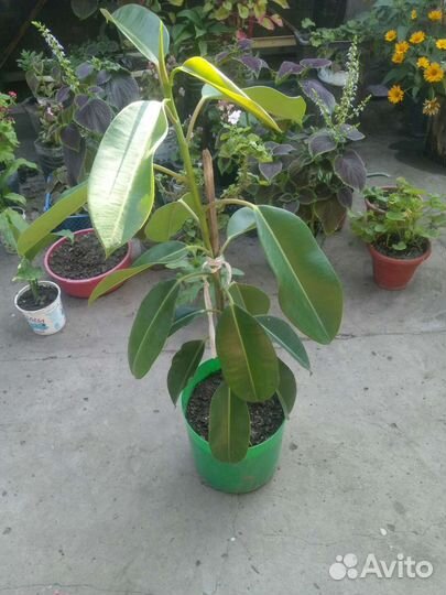 Фикус каучуконосный