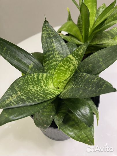 Сансевиерия