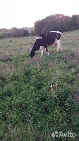 Корова стельная дойная