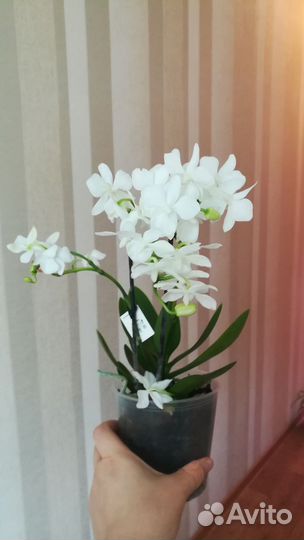 Орхидея мультифлора как «Гортензия»
