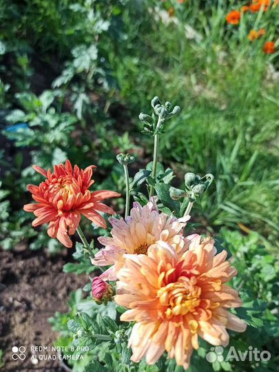 Хризантема