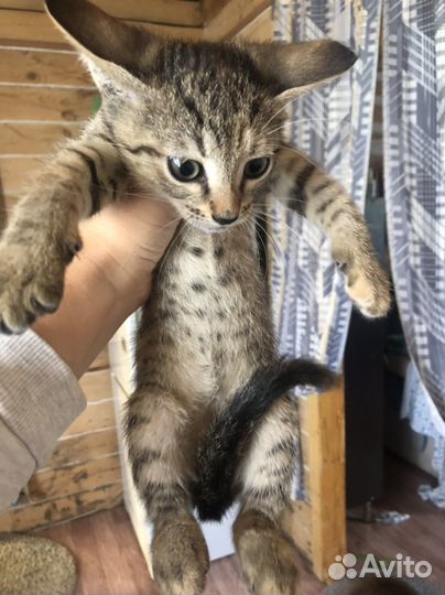 Котята