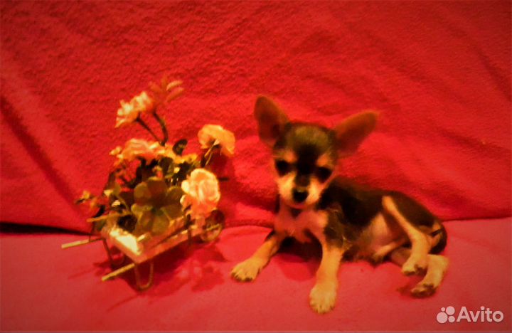 Маленький Вилли