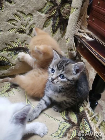 Кошки в добрые руки бесплатно